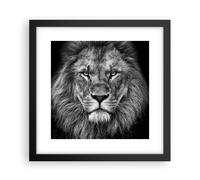 Affiche Poster 30x30cm Tableaux Image Photo Portrait Lion Noir Et Blanc Wall Art