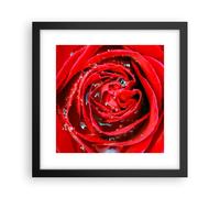 Affiche Poster 30x30cm Tableaux Image Photo Rose fleur pétales rosée Wall Art