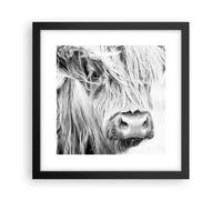 Affiche Poster 30x30cm Tableaux Image Photo Vache Écossais Des Animaux Wall Art