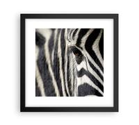 Affiche Poster 30x30cm Tableaux Image Photo Zebra rayures vie sauvage safari Art