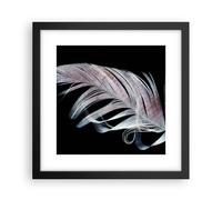 Affiche Poster 30x30cm Tableaux Image Plume Les Couleurs La Délicatesse Art