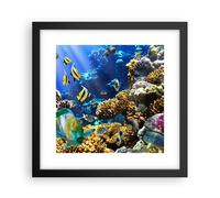 Affiche Poster 30x30cm Tableaux Image Récif corallien océan crabe poisson Art