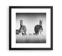 Affiche Poster 30x30cm Tableaux Image Zèbres Photographie Noir Et Blanc Art