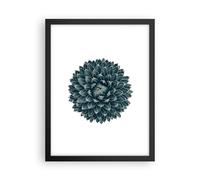 Affiche Poster 30x40cm Tableaux Image Photo Agave Reine Victoria Wall Art