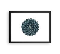 Affiche Poster 40x30cm Tableaux Image Photo Agave Reine Victoria Wall Art