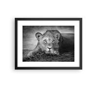 Affiche Poster 40x30cm Tableaux Image Photo Lion Asie Portrait Wall Art
