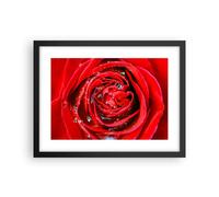 Affiche Poster 40x30cm Tableaux Image Photo Rose fleur pétales rosée Wall Art