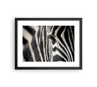 Affiche Poster 40x30cm Tableaux Image Photo Zebra rayures vie sauvage safari Art