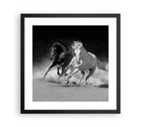 Affiche Poster 40x40cm Tableaux Image Photo Andalouse Chevaux Galop Wall Art