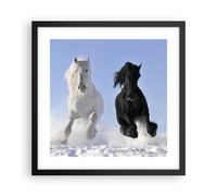 Affiche Poster 40x40cm Tableaux Image Photo Animaux beauté compétition Wall Art