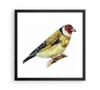 Affiche Poster 40x40cm Tableaux Image Photo Chardonneret Oiseau Aquarelle Art