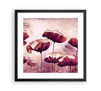 Affiche Poster 40x40cm Tableaux Image Photo coquelicot fleur prairie Wall Art