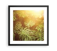 Affiche Poster 40x40cm Tableaux Image Photo Feuilles Monstera Lumière Wall Art