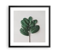Affiche Poster 40x40cm Tableaux Image Photo Feuilles Plantes Botanique Wall Art