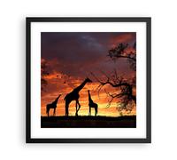 Affiche Poster 40x40cm Tableaux Image Photo Girafe Afrique Soleil Safari Art