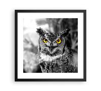 Affiche Poster 40x40cm Tableaux Image Photo Hibou oiseau nature Wall Art