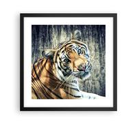 Affiche Poster 40x40cm Tableaux Image Photo Inde pierre tigre sauvage Wall Art