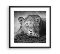 Affiche Poster 40x40cm Tableaux Image Photo Lion Asie Portrait Wall Art