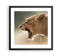 Affiche Poster 40x40cm Tableaux Image Photo Lion Lionne Crocs Wall Art