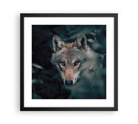 Affiche Poster 40x40cm Tableaux Image Photo Loup Forêt Prédateur Wall Art