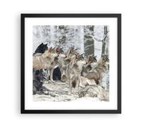 Affiche Poster 40x40cm Tableaux Image Photo Meute Loups Hiver Wall Art