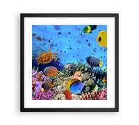Affiche Poster 40x40cm Tableaux Image Photo Récif de corail Wall Art Decoration
