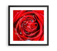 Affiche Poster 40x40cm Tableaux Image Photo Rose fleur pétales rosée Wall Art