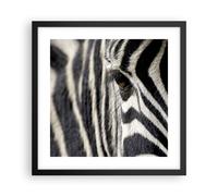 Affiche Poster 40x40cm Tableaux Image Photo Zebra rayures vie sauvage safari Art