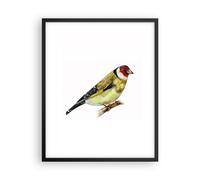 Affiche Poster 40x50cm Tableaux Image Chardonneret Oiseau Aquarelle Wall Art