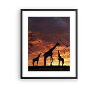 Affiche Poster 40x50cm Tableaux Image Girafe Afrique Soleil Safari Wall Art
