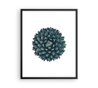 Affiche Poster 40x50cm Tableaux Image Photo Agave Reine Victoria Wall Art
