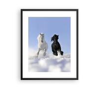 Affiche Poster 40x50cm Tableaux Image Photo Animaux beauté compétition Wall Art