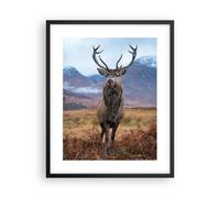 Affiche Poster 40x50cm Tableaux Image Photo Cerf Cerf Ecosse Wall Art Decoration