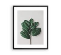 Affiche Poster 40x50cm Tableaux Image Photo Feuilles Plantes Botanique Wall Art