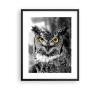 Affiche Poster 40x50cm Tableaux Image Photo Hibou oiseau nature Wall Art