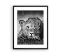 Affiche Poster 40x50cm Tableaux Image Photo Lion Asie Portrait Wall Art