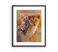 Affiche Poster 40x50cm Tableaux Image Photo lion nature animal Wall Art