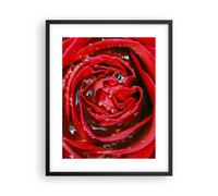 Affiche Poster 40x50cm Tableaux Image Photo Rose fleur pétales rosée Wall Art