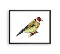 Affiche Poster 50x40cm Tableaux Image Photo Chardonneret Oiseau Aquarelle Art