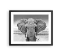 Affiche Poster 50x40cm Tableaux Image Photo Éléphant Afrique Des Animaux Art