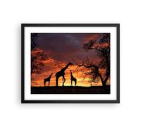 Affiche Poster 50x40cm Tableaux Image Photo Girafe Afrique Soleil Safari Art