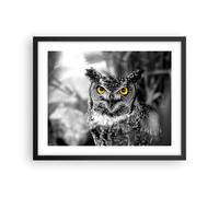Affiche Poster 50x40cm Tableaux Image Photo Hibou oiseau nature Wall Art