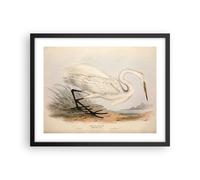 Affiche Poster 50x40cm Tableaux Image Photo Oiseau blanc héron Wall Art