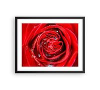 Affiche Poster 50x40cm Tableaux Image Photo Rose fleur pétales rosée Wall Art