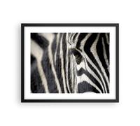 Affiche Poster 50x40cm Tableaux Image Photo Zebra rayures vie sauvage safari Art