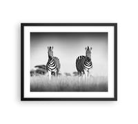 Affiche Poster 50x40cm Tableaux Image Zèbres Photographie Noir Et Blanc Art