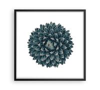 Affiche Poster 50x50cm Tableaux Image Photo Agave Reine Victoria Wall Art