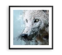 Affiche Poster 50x50cm Tableaux Image Photo Blanc Le Loup Image Wall Art