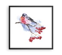 Affiche Poster 50x50cm Tableaux Image Photo Bouvreuil On Branche Wall Art