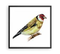 Affiche Poster 50x50cm Tableaux Image Photo Chardonneret Oiseau Aquarelle Art